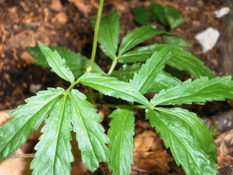 Cardamine kitaibelii / Dentaria di Kitaibel